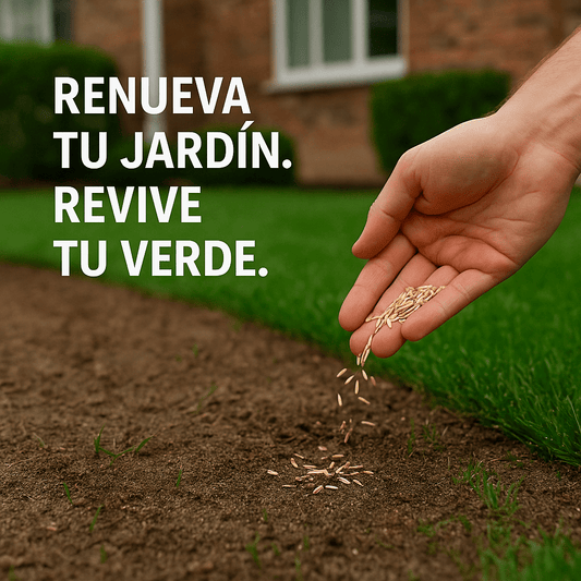 🌱 Semillas de césped enano perenne🌱 ultimas unidades🔥| Crea tu césped perfecto aquí 🌼